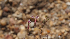 Nemacladus longiflorus