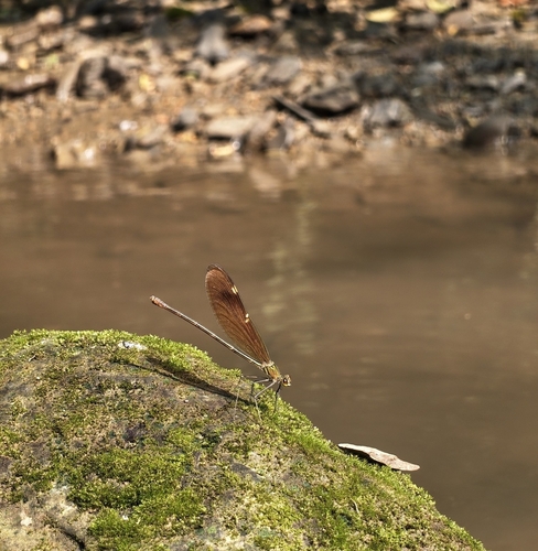 Green Metalwing