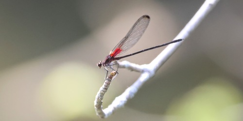 Smoky Rubyspot