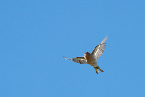 Common Chaffinch