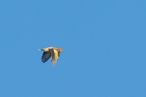 European Goldfinch