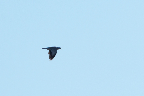 Stock Dove
