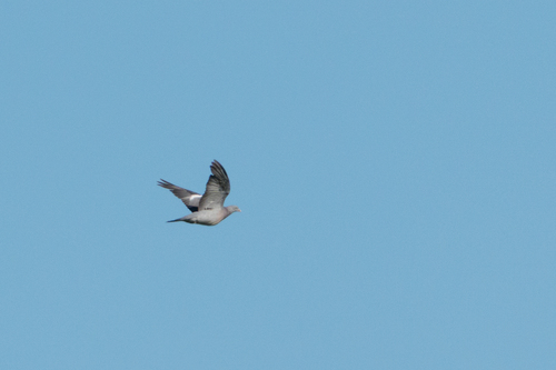 Common Wood-Pigeon