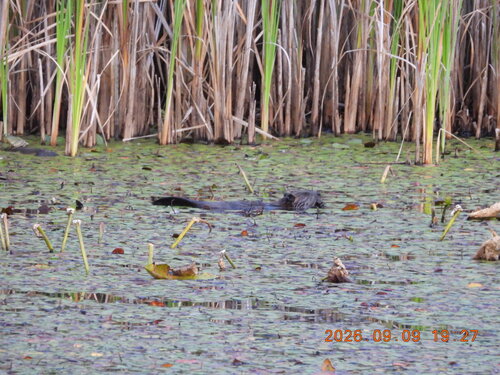 American Beaver