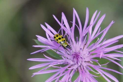Spotted Cucumber Beetle