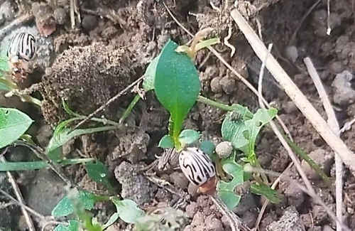 Parthenium beetle