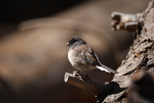 Dark-eyed Junco