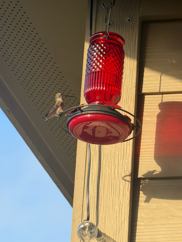 Black-chinned Hummingbird