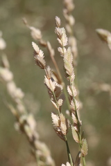 Eragrostis superba, photograph (c) Zihao Wang, some rights reserved (CC BY)