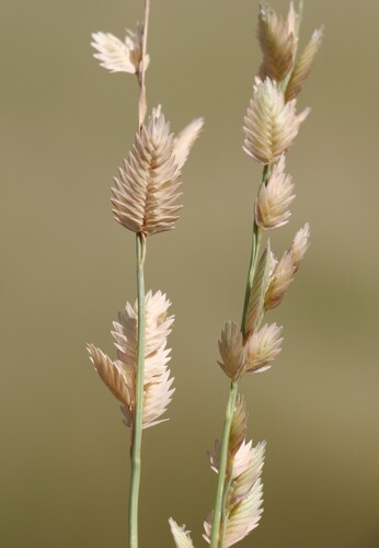Eragrostis superba, photograph 5