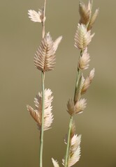 Eragrostis superba, photograph (c) Zihao Wang, some rights reserved (CC BY)