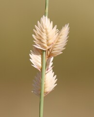 Eragrostis superba, photograph (c) Zihao Wang, some rights reserved (CC BY)