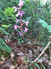 Orchis mascula laxifloriformis