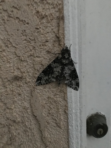 Rustic Sphinx