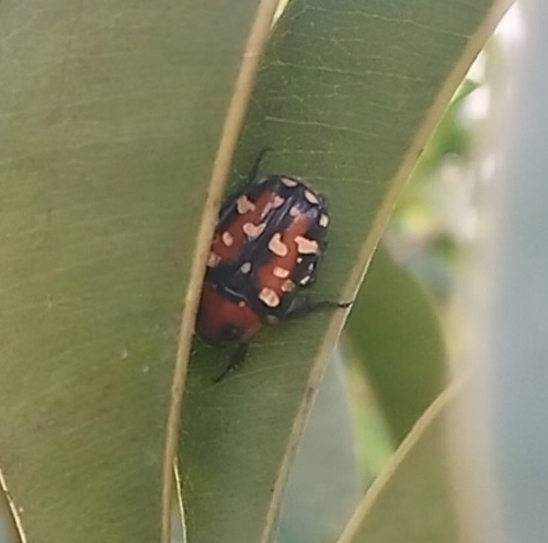Indian Flower Chafer