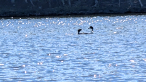 Common Loon
