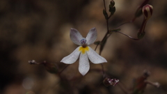 Nemacladus longiflorus