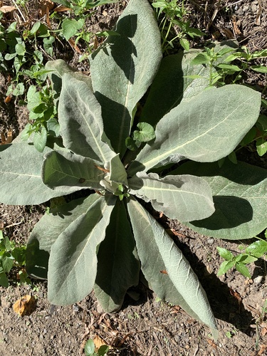 Verbascum pulverulentum, photograph 2