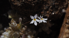 Nemacladus longiflorus