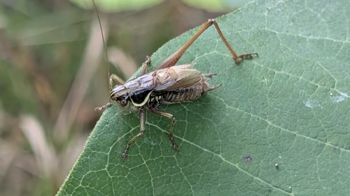 Roesel's Bush-cricket