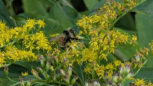 Tricolored Bumble Bee