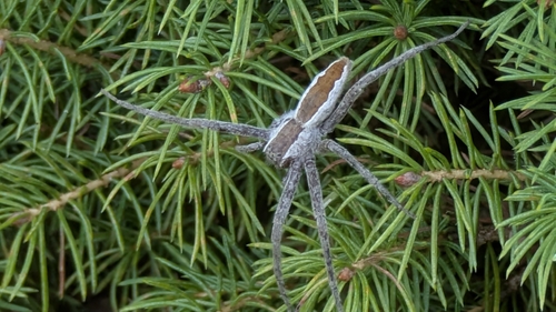 American Nursery Web Spider