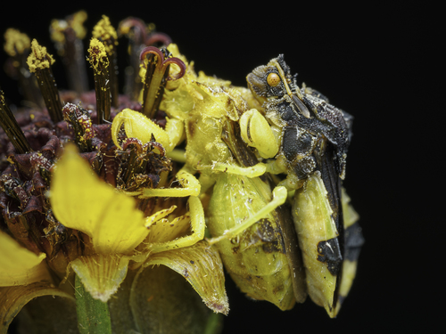 Pennsylvania Ambush Bug