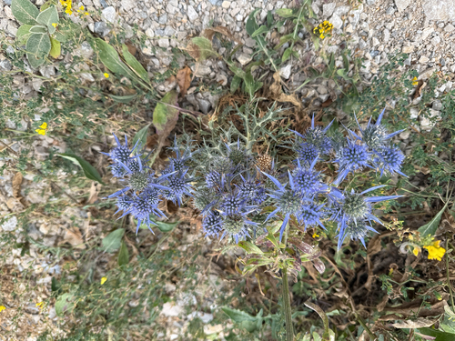 Italian Eryngo