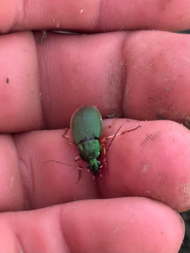 Green Pubescent Ground Beetle