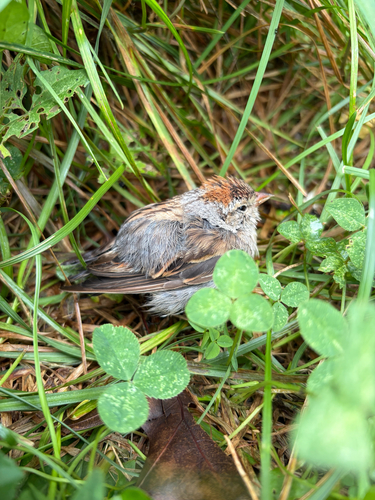 Chipping Sparrow
