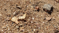 Nemacladus longiflorus