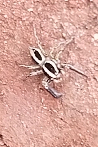 Pantropical Jumping Spider