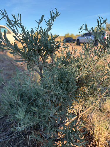 Fourwing Saltbush