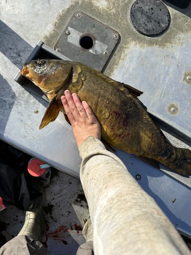 European Carp
