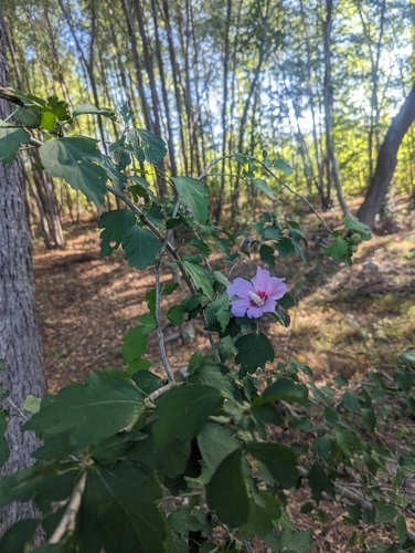 common hibiscus