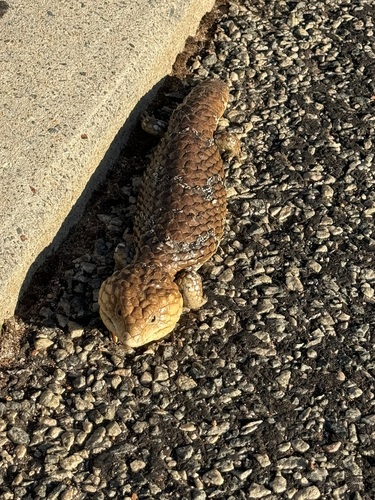 Southwestern Shingleback