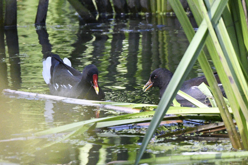 iNaturalist image