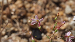 Nemacladus longiflorus