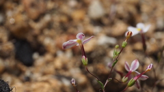 Nemacladus longiflorus