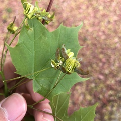 Acer
