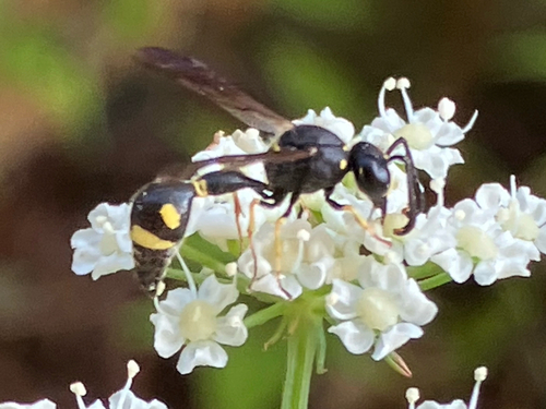 Eumenes coronatus