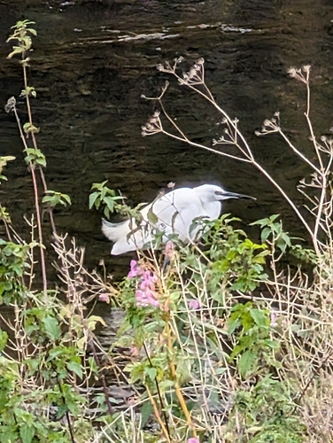 iNaturalist image