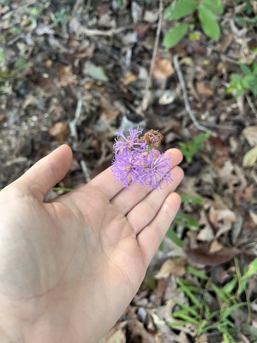 Vernonia texana, 2026-09-10