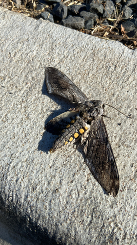 Five-spotted Hawk Moth