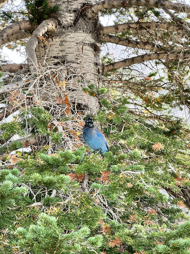 Steller's Jay