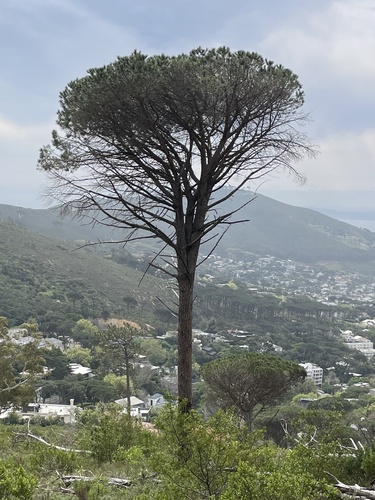 Pinus pinea, photograph 5
