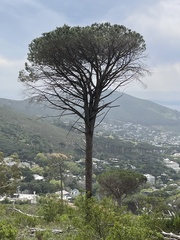 (c) Cricket Raspet, some rights reserved (CC BY) Pinus pinea, photograph (c) Cricket Raspet, some rights reserved (CC BY)