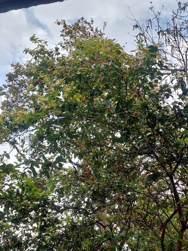 Surinam cherry