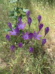 Triteleia