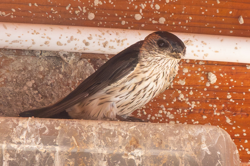 Eastern Red-rumped Swallow